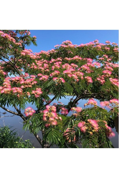 Акація ленкоранська 